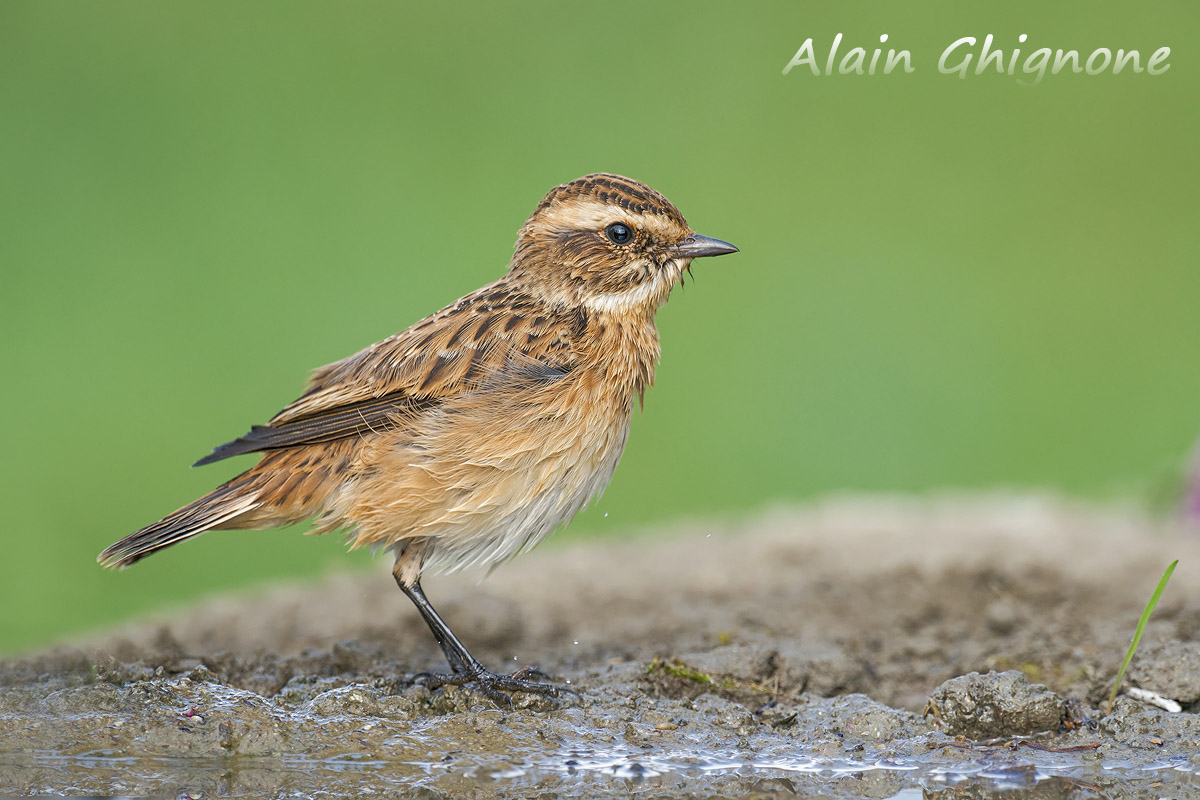 stiaccini di passo...